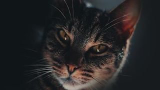 NestJS Fundamentals