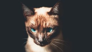 NestJS GraphQL - Schema-first approach